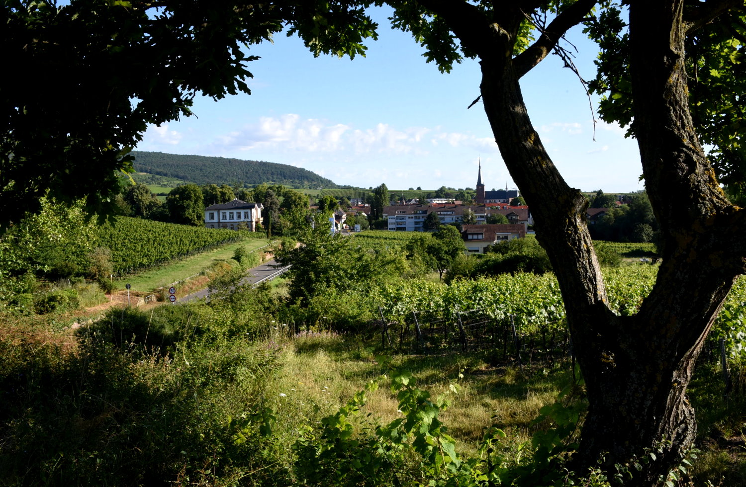 Bild Headergalerie