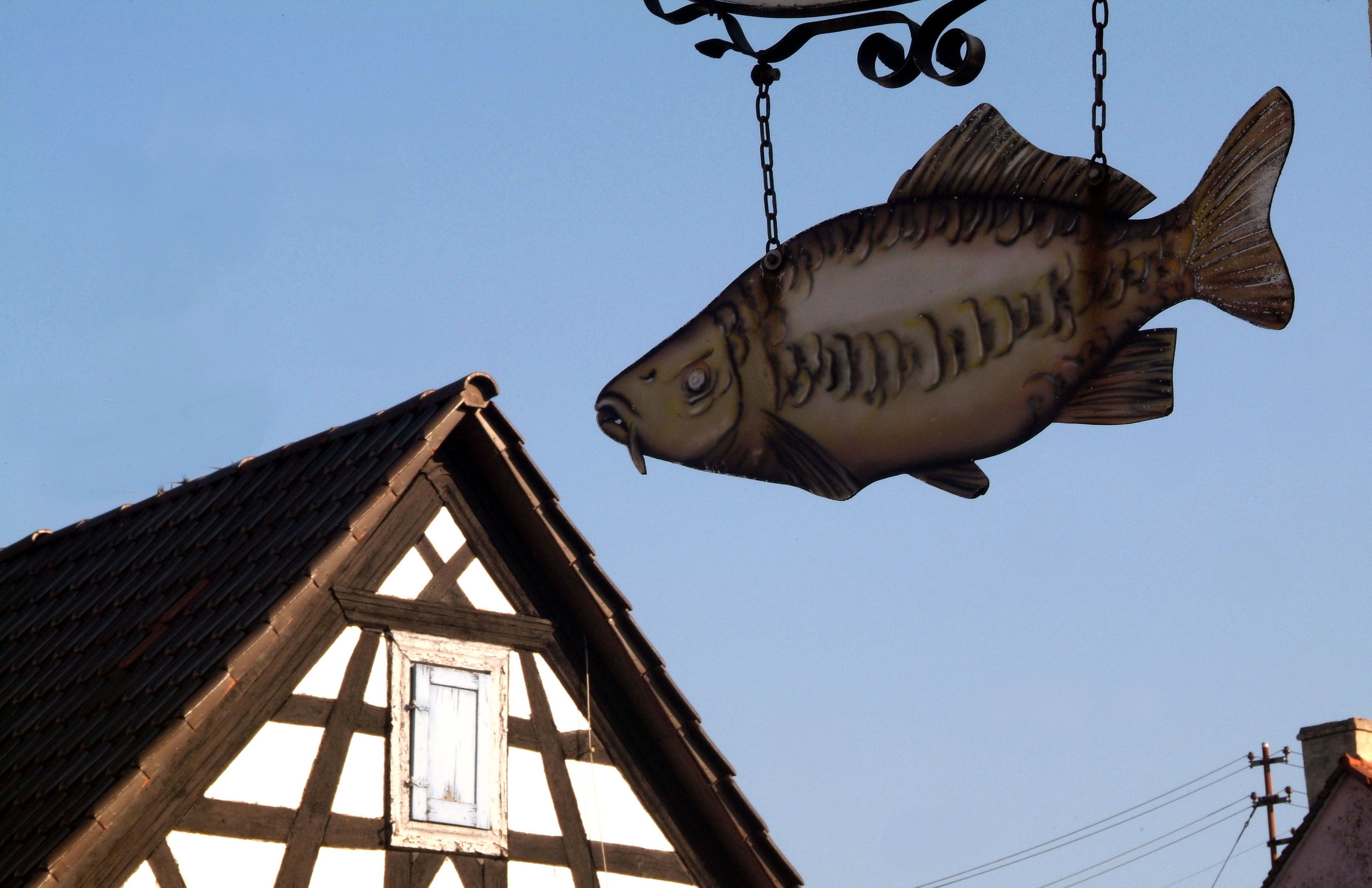 Neupotz – Terroirwandertag Auenwälder, Fisch und Wilder Wein Thumbnail